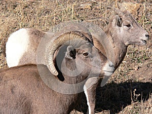 Big Horn Sheep Ram and Ewe
