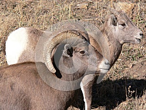 Big Horn Sheep Ram and Ewe photo