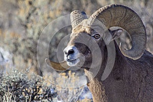 Big Horn Sheep Ram photo