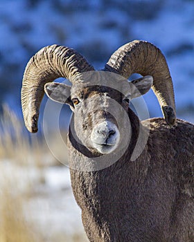 Big Horn Sheep Ram