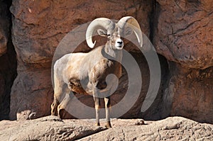 Big Horn Sheep Ram on a rocky cliff