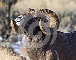 Big Horn Sheep Ram Sniffing the air