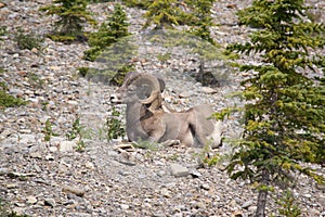 Big Horn Sheep Resting On A Mountain