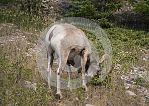 Big Horn Sheep Rubbing His Horns On a bush.