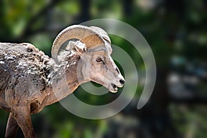 Velký roh ovce se selektivním zaměřením v Coloradu