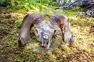 Big Horn Sheep skull