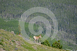 Big horn sheep