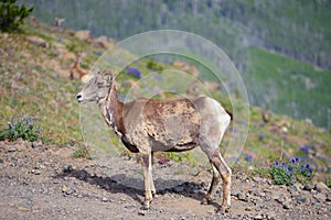 Big horn sheep