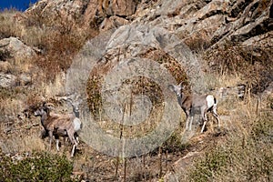 Big Horn sheep standing on the side of a mountain