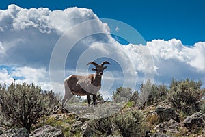 Big Horn Sheep, Taos Gorge, Taos New Mexico