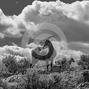 Big Horn Sheep, Taos Gorge, Taos New Mexico