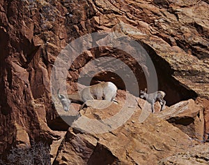big horn sheep walking down a rock ledge with new born baby sheep