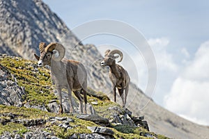 Big Horn Sheep walking on the mountain edge photo