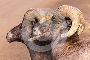 Big Horn Sheep in Waterton Canyon Colorado