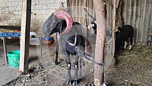 A big-horned black ram is tied to a wooden pole inside an old, dirty barn