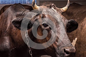 Big horned brown cow standing in stall