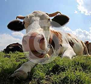 Big horned cow with the opened mouth