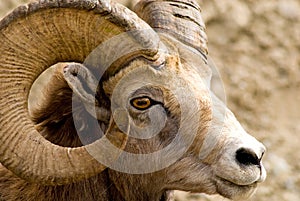 Big Horned Mountain Sheep