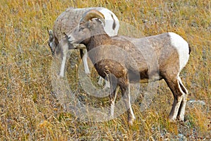 Big-Horned Sheep