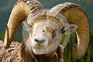 Big Horned Sheep