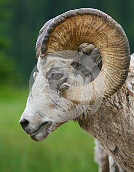 BIG HORNED SHEEP