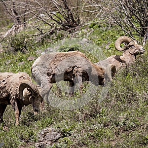 Big horned Sheep