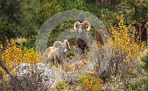 Big Horned Sheep On The Mountain Side