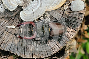 Big horned stag beetle on a wooden rotten stump