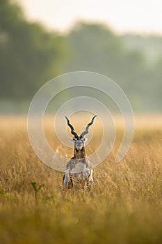 Big horned wild male blackbuck or antilope cervicapra or Indian antelope in early morning golden hour light at grass field