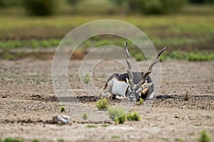 Big horned wild male blackbuck or antilope cervicapra or Indian antelope resting in velavadar blackbuck national park gujrat india