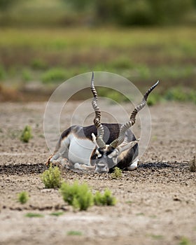 Big horned wild male blackbuck or antilope cervicapra or Indian antelope resting in velavadar blackbuck national park gujrat india