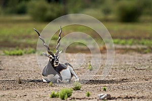 Big horned wild male blackbuck or antilope cervicapra or Indian antelope sitting in velavadar blackbuck national park gujrat india