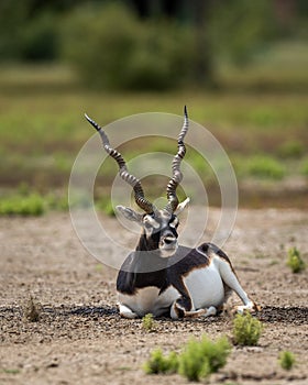 Big horned wild male blackbuck or antilope cervicapra or Indian antelope sitting in velavadar blackbuck national park gujrat india