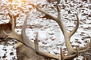 Big horns of maral in nature. Siberian stag