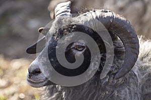 big horny sheep head close up