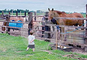 Big horse looking at small boy