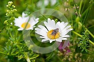 Big horsefly on a daisy flower