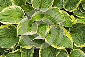 Big Hosta Or Funkia Leaf After Rain. Waterdrops on hosta Golden Tiara leaves