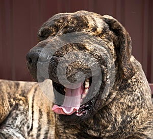 Big hound yawns