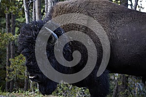 Big huge bison buffalo bull standing closeup