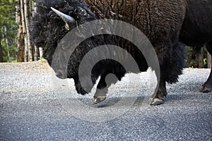 Big huge bison buffalo bull standing closeup wildlife