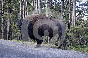 Big huge bison buffalo bull standing wildlife