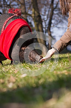 Big / huge cute pig on the long walk in the park / botanic garden with her owner during beautiful spring weather; looking happy