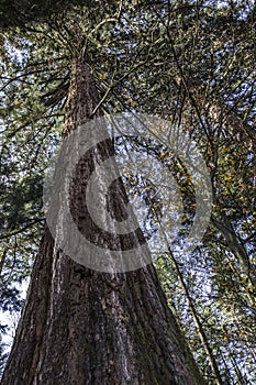 Big and huge mammoth tree in the middle of the forest