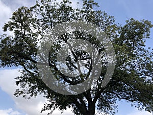 Big huge tree with the sky landscape