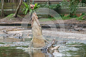 Big hungry crocodile jumping to catch chicken meat during feeding time at the mini zoo crocodile farm