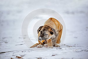 Big hungry homeless dog eating bread on snow.