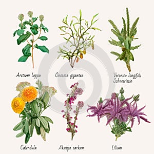 Big icon set of popular culinary herbs. realistic style.