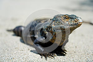 Big iguana on the beach in Corcovado, Costa Rica