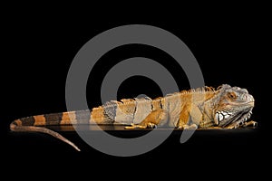 Big iguana on black isolated background